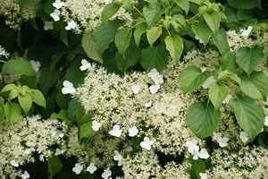 Blüten an Kletter-Hortensie