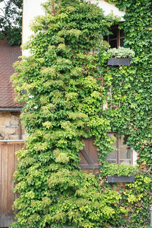 Kletterhortensie an Hauswand