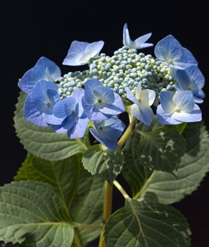 blaue Tellerhortensie