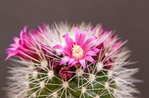 Mammillaria Kaktus
