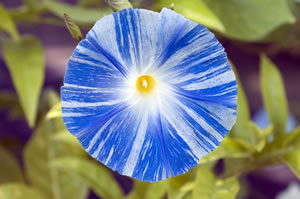 Prunkwinde