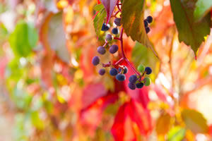 Wilder Wein