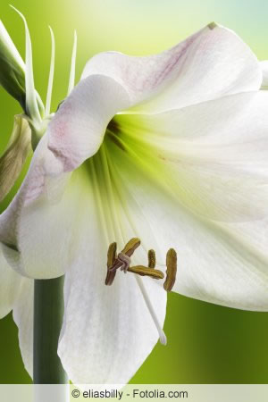 Hippeastrum Blüte