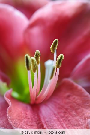 Nahaufnahme von Hippeastrum