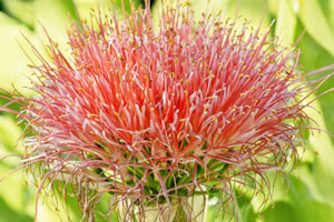 Blüte von Haemanthus