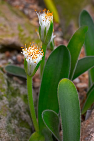 Haemanthus Pflanze