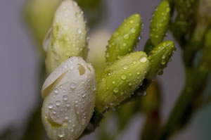 Blüten der Freesie
