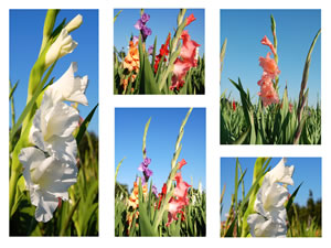 Gladiolen Collage
