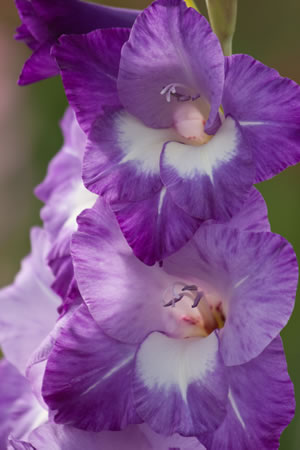 Gladiole violette Blüte