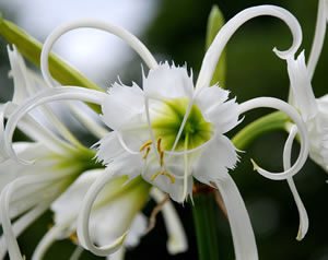 Blüte der Ismene