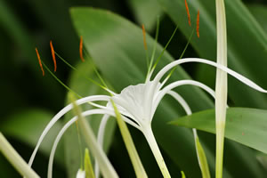 Ismene Hymenocallis