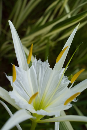 Blüte der Hymenocallis