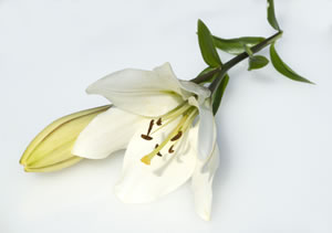 einzelne Blüte