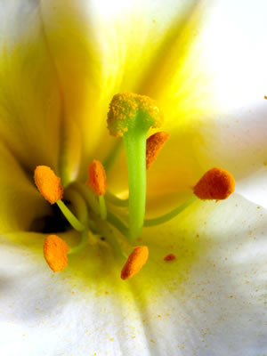 Blüte ganz nah