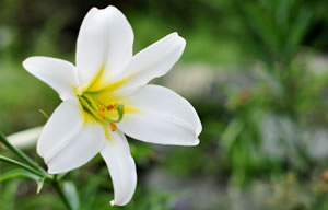 Blüte der Königslilie