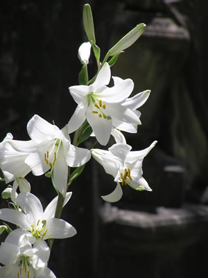 Königslilienblüte