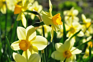 Osterglocken im Frühling