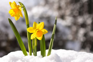 Narzissen im Schnee