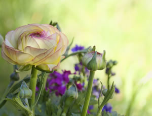 Blüten der Ranunkeln