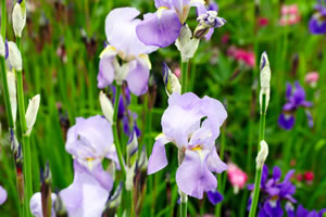 Blaue Iris