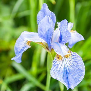 hellblaue Iris