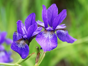 violette Iris-Sorte