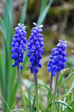 Traubenhyazinthe, Muscari - Pflanzen, Pflege und Vermehren