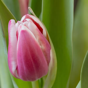 violette Tulpe