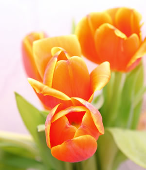 gelbe Tulpen