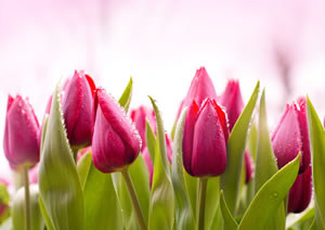 Tulpen