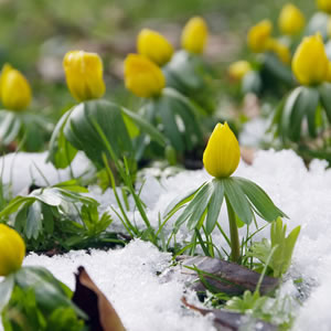 Eranthis hyemalis bei Schnee