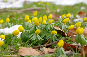 Winterling-Blüten