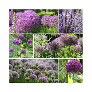 Zierlauch Collage