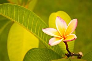 Blüte des Frangipani in gelb