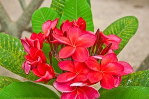 Frangipani in rot