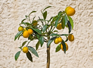 Kumquat Pflanze