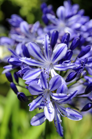 Schmucklilie Blüten