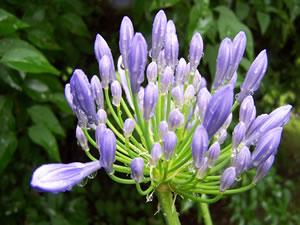 Blüte der Ahapanthus