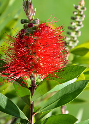 Zylinderputzer mit Blüte