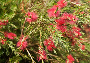Callistemon Strauch