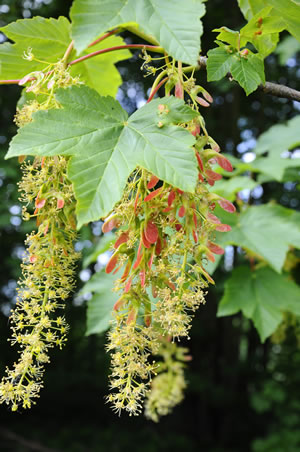 Blüten des Ahornbaums