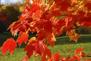 Ahornbaum im Herbst