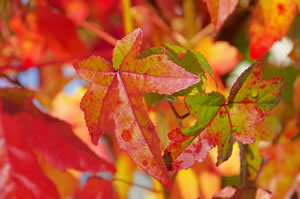 Amberbaum