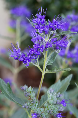 Blüten der Caryopteris