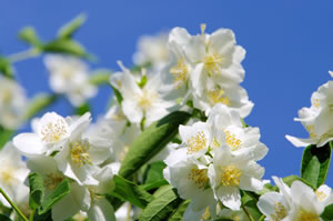 Jasmin Schneiden Herbst