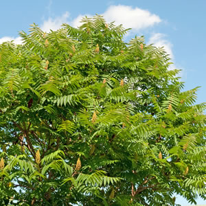 Essigbaum
