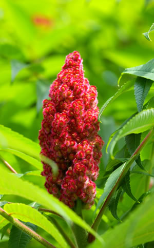 Blüte des Essigbaums