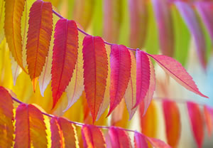 Essigbaum im Herbst