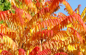 Essigbaum-Laub