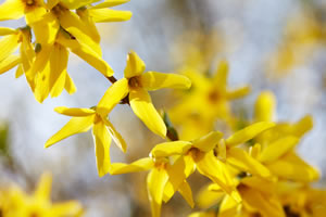 Blüten von Forsythien